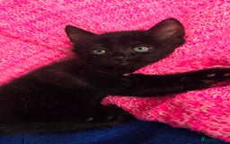 Mixed Breed cats for sale: 2 Adorable boys - Ragdol Mix kittens - Image 14
