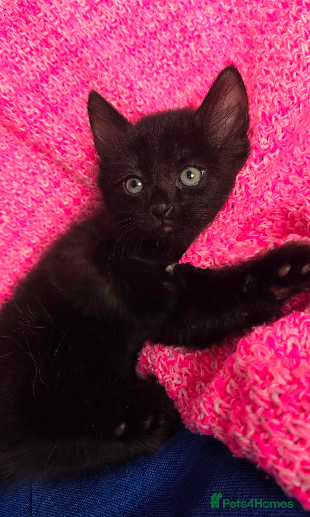 Mixed Breed cats for sale: 2 Adorable boys - Ragdol Mix kittens - Image 14