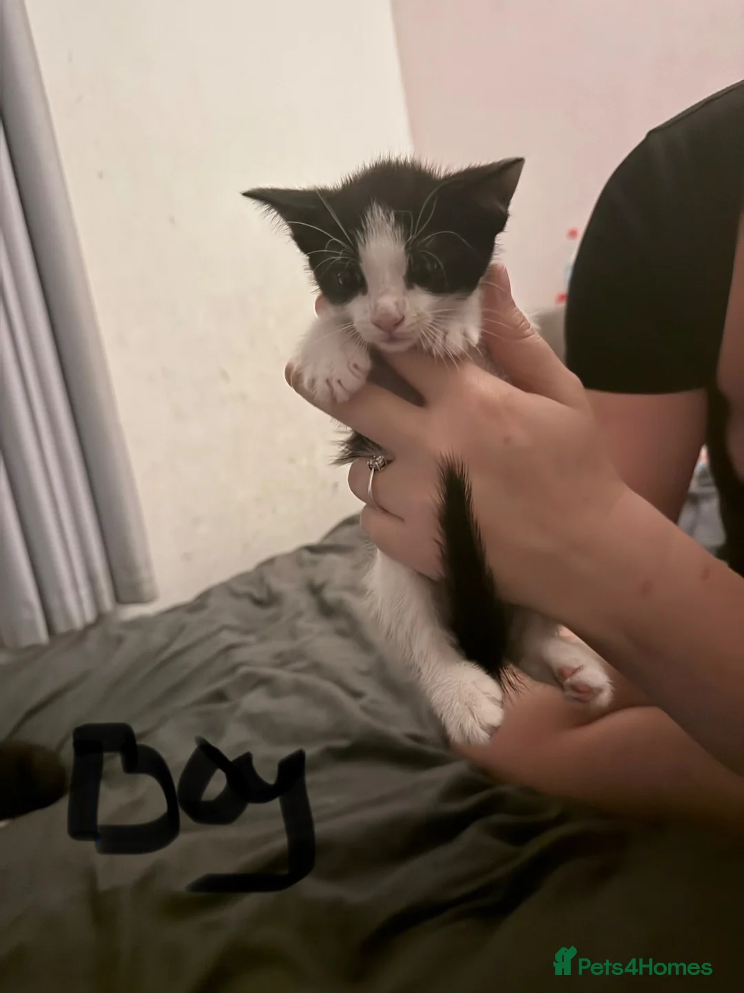 Domestic Shorthair cats for sale: Kittens for sale in Chichester - Advert 7