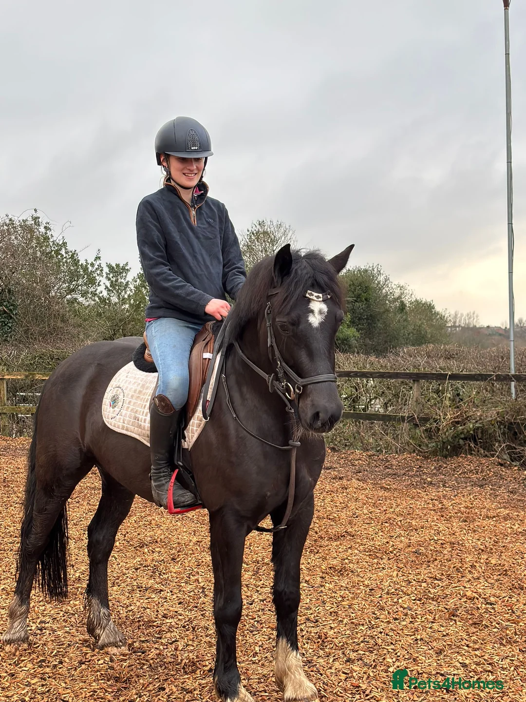 Welsh Section D horses for sale: Elsi Welsh D mare  - Advert 3