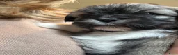 Mixed Breed dogs for sale: Four beautiful Maltipeke puppies  in Wirral - Advert 7