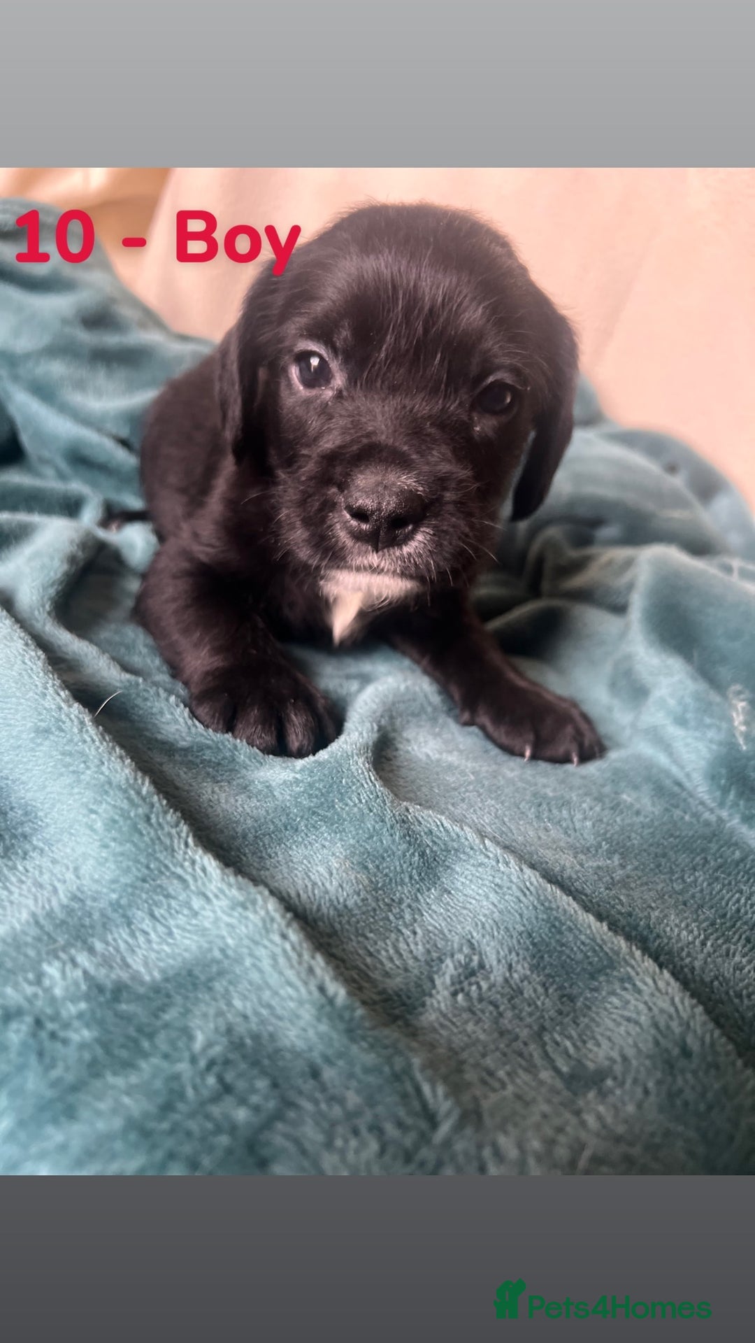 Mixed Breed dogs for sale: Old Tyme English Bulldog x Sproodle Puppies - Image 20