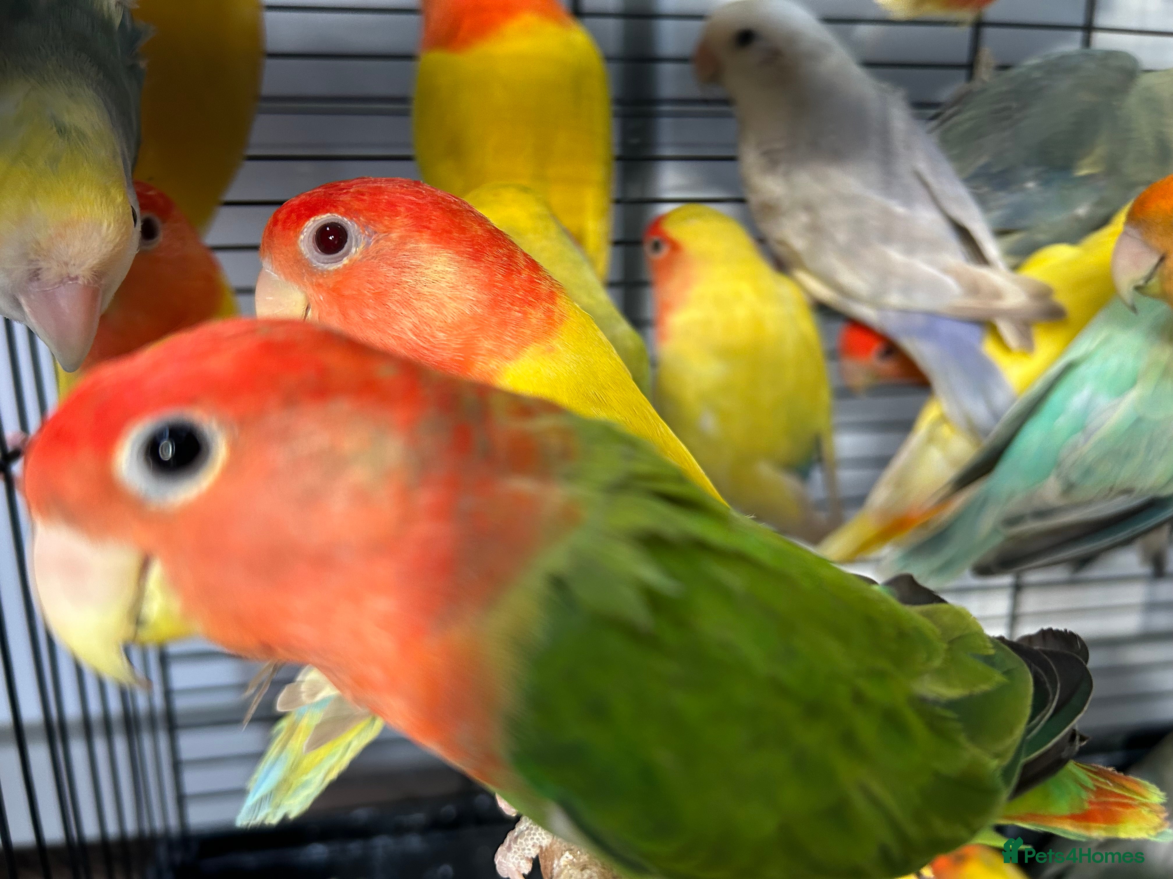 Lovebirds birds Love Birds for sale, all in good health  - Advert 1