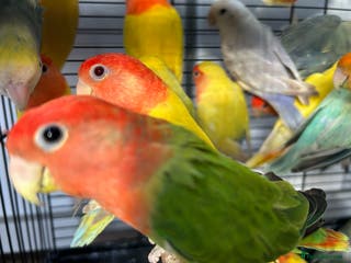 Lovebirds birds Love Birds for sale, all in good health - Advert 1