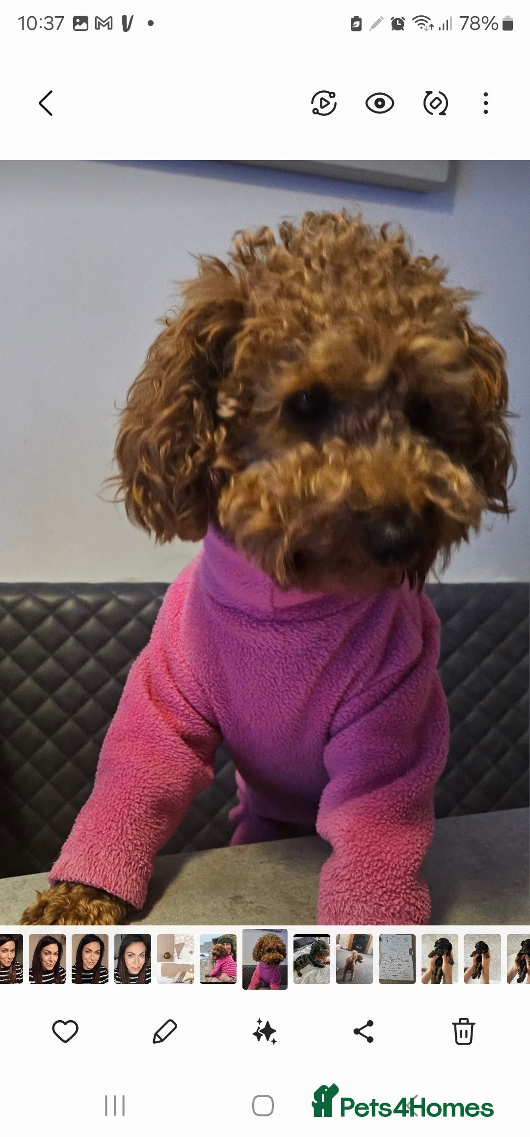 Cockapoo dogs for sale: F2 Cockapoo puppies for sale  - Image 18