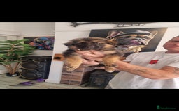 German Shepherd dogs for sale: German Shepherd  - Image 7