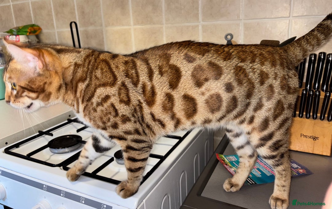 Bengal cats for sale: 2 lovable bengal brothers - Advert 21