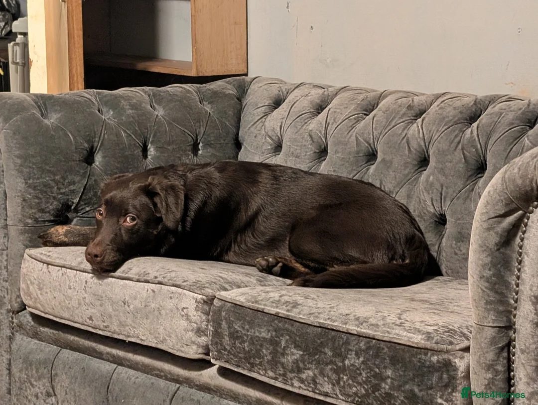 Borador dogs for sale: Luna borador pup - Advert 3