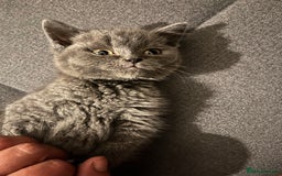 British Shorthair cats for sale: Male British shorthair kitten  - Image 2