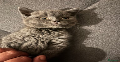 British Shorthair cats - Advert 10