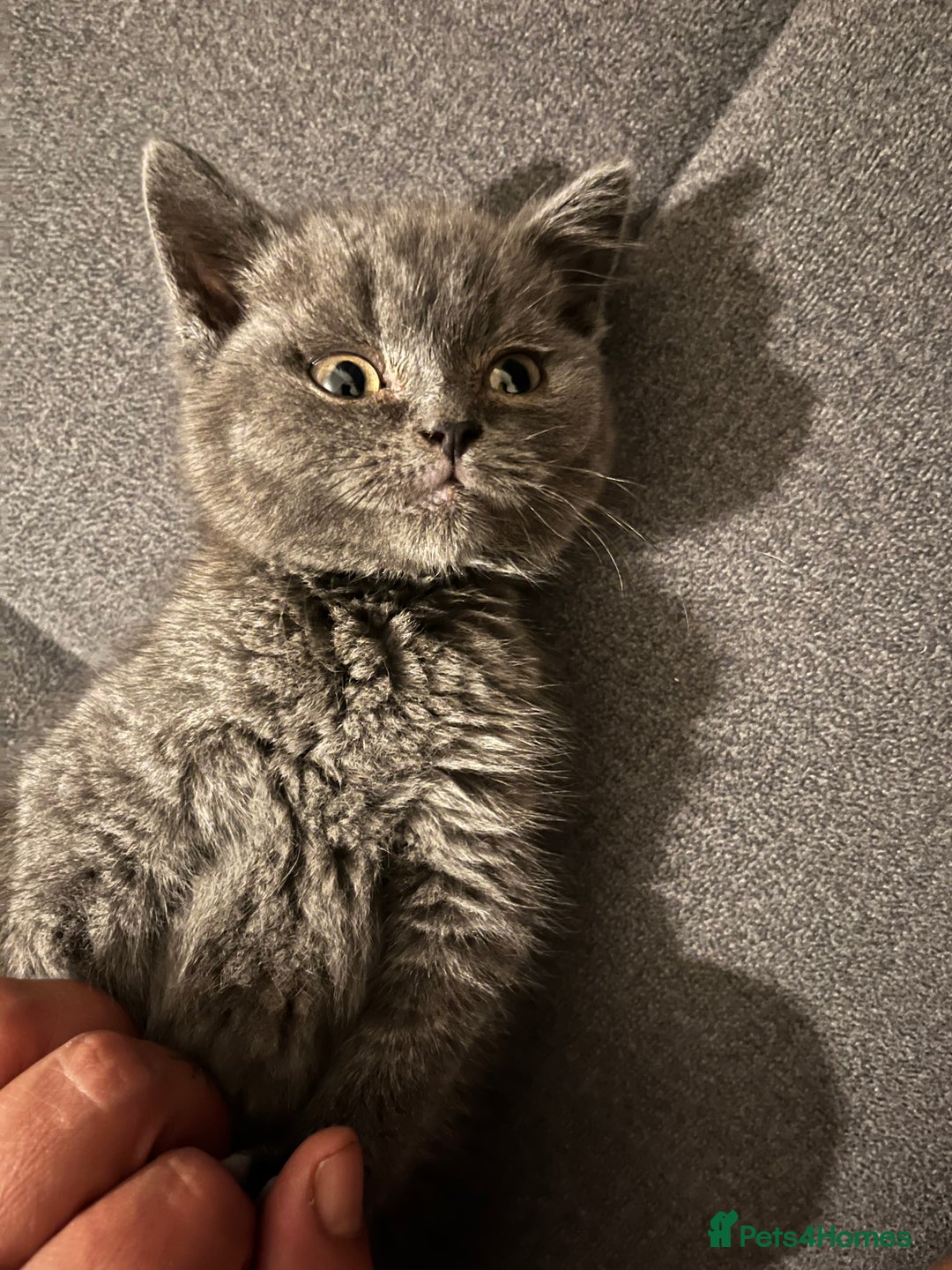 British Shorthair cats for sale: Male British shorthair kitten  - Image 2