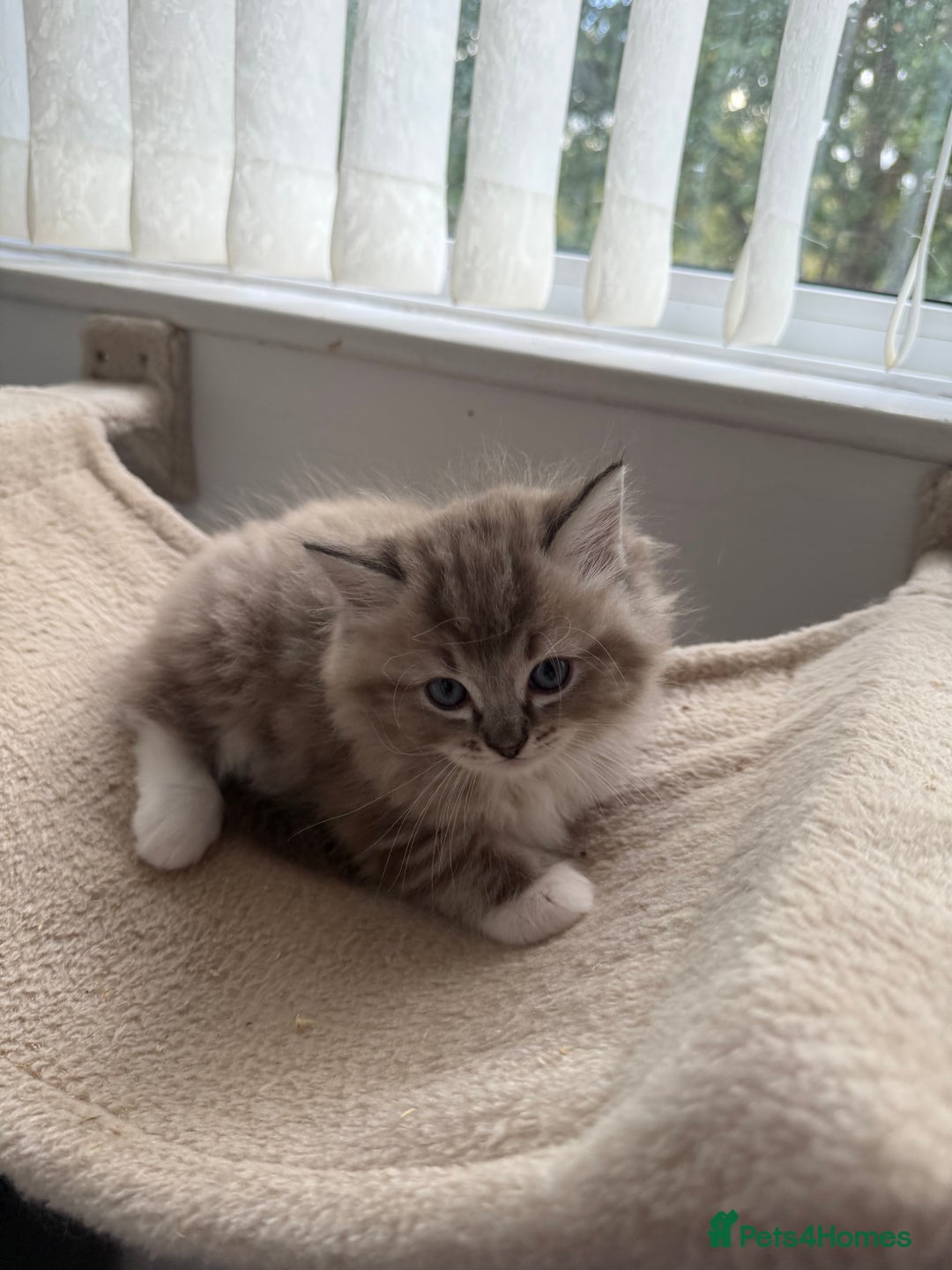 Ragdoll cats for sale: Mink European Ragdolls  - Image 1