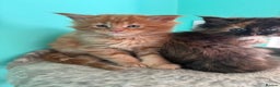 Maine Coon cats for sale: Pure Bred Maine Coon Kittens – Ready to Reserve - Advert 3