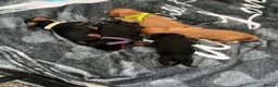 Cavalier King Charles Spaniel dogs for sale: 5 beautiful cavalier puppies - KC registered - Advert 10