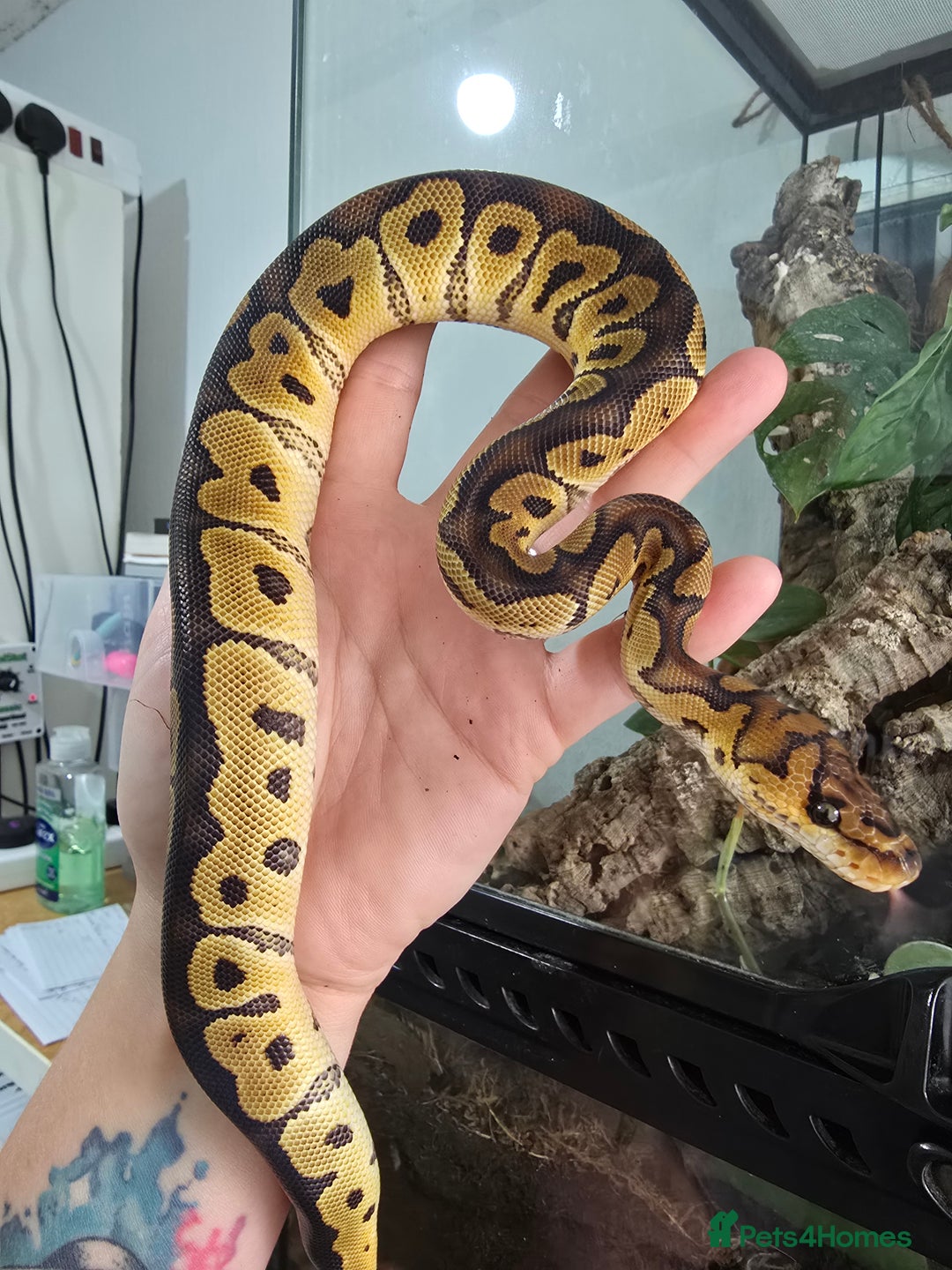 Python Snake reptiles for sale: Ball pythons - Image 12