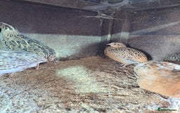 Quail poultry for sale: Courtnix japanese &italian quails  - Image 3