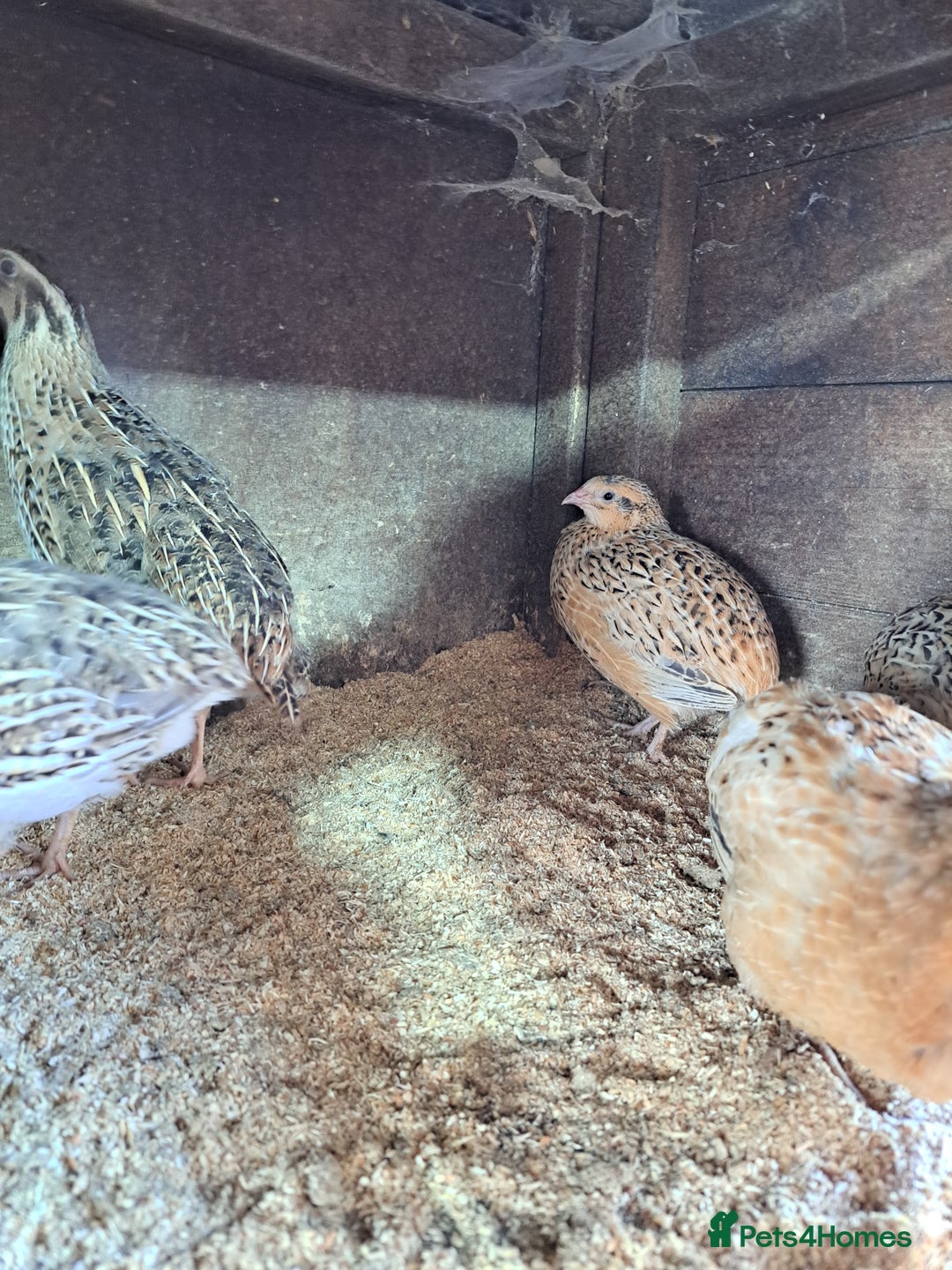 Quail poultry for sale: Courtnix japanese &italian quails  - Image 3