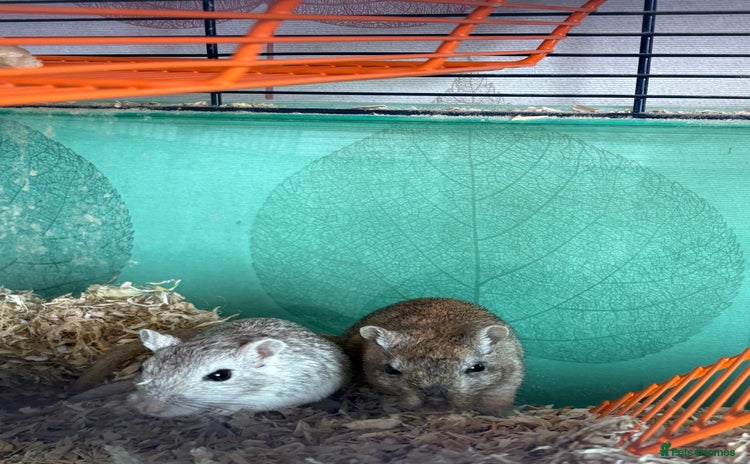 Gerbil rodents - Advert 2