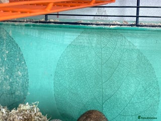 Gerbil rodents - Advert 5