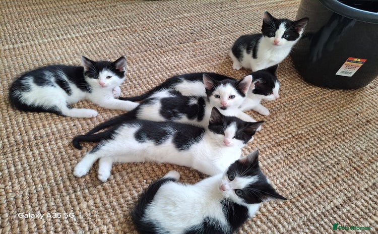 Mixed Breed cats - Advert 1