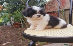 Maltese dogs for sale: Maltese - Image 8