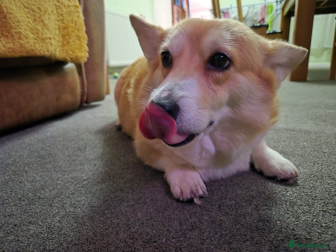 Gallery Image {{count}}