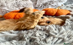 Maltipoo dogs for sale: F1 Beautiful Maltipool Puppies - Advert 29