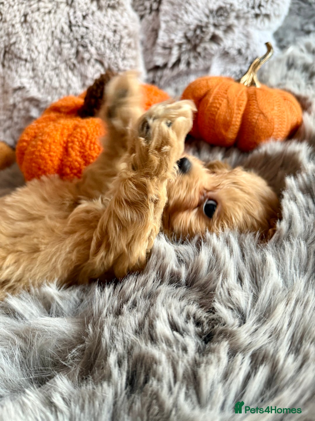 Maltipoo dogs for sale: F1 Beautiful Maltipool Puppies - Advert 29