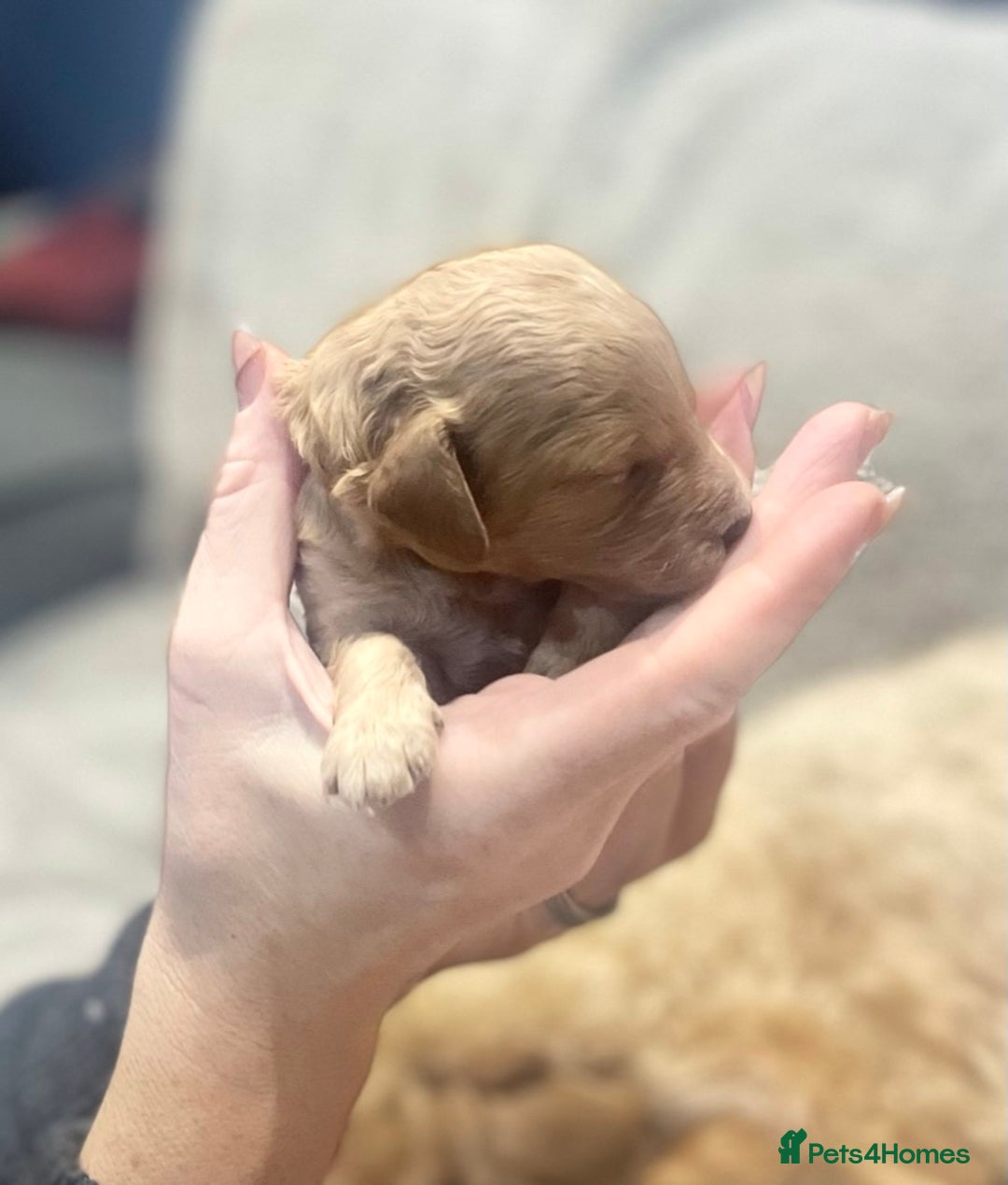 Cockapoo dogs for sale: Beautiful Cockapoo puppies near London - Advert 3