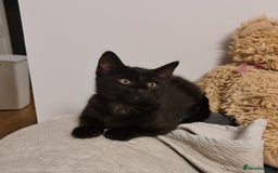 Domestic Shorthair cats for sale: Why nobody wants us? 😞😿 - Image 7