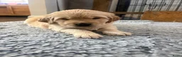 Golden Retriever dogs for sale: Golden Retiever puppies  - Advert 5