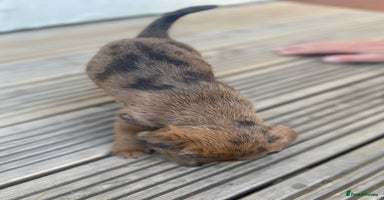Dachshund dogs - Advert 8