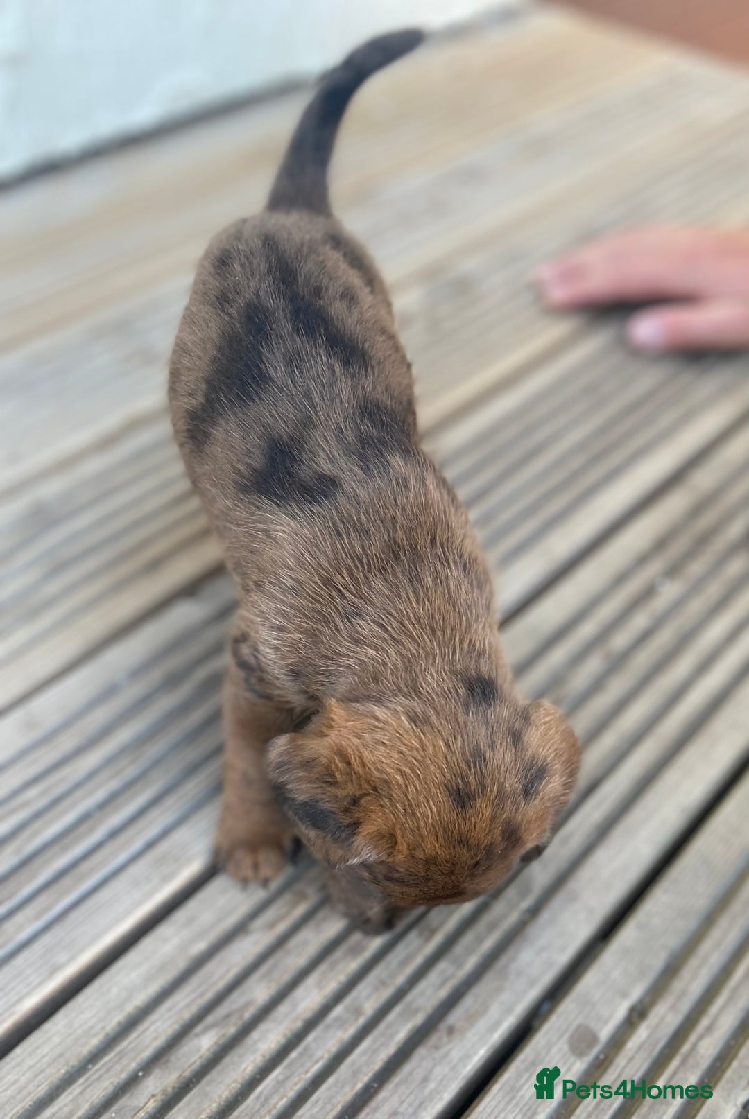 Dachshund dogs for sale: Dachshund x jack Russell puppies  - Image 2