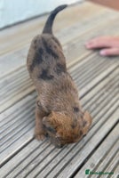 Dachshund dogs - Advert 1