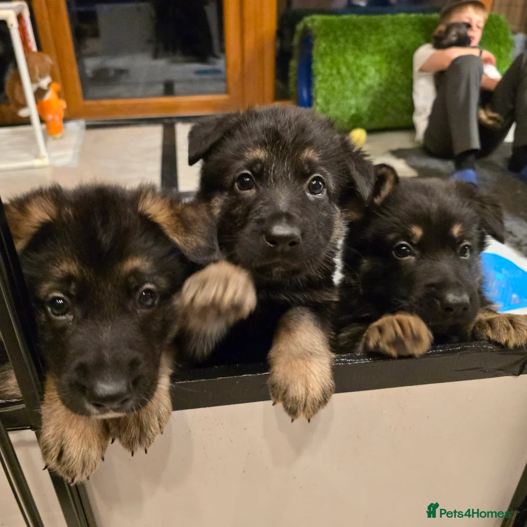 German Shepherd dogs for sale: Outstanding German Shepherd Puppies - Advert 13