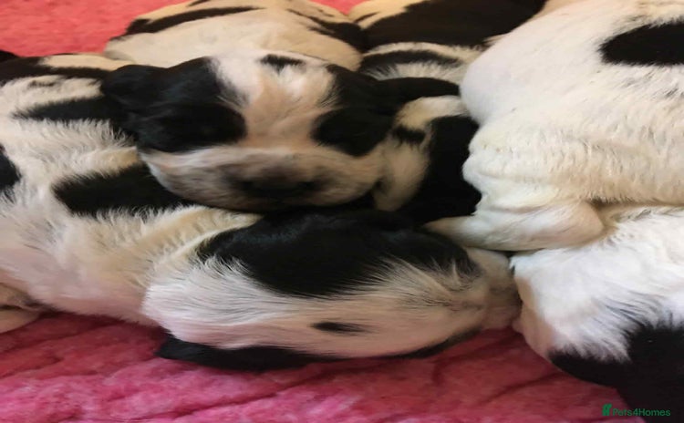 Sprocker dogs - Advert 4