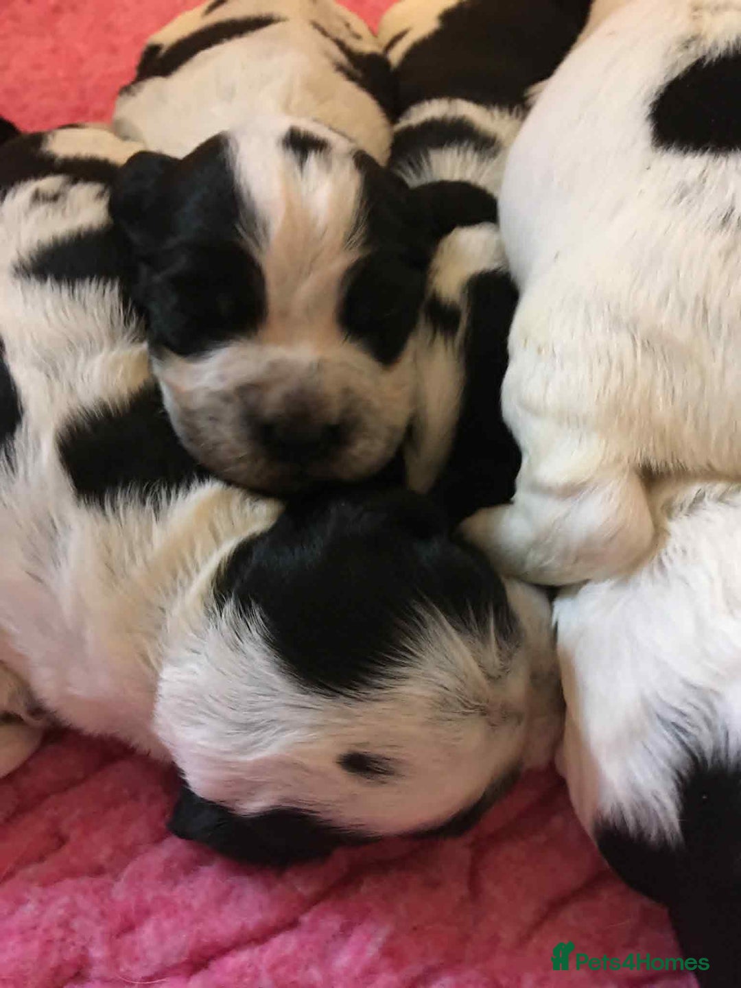 Sprocker dogs for sale: Adorable F1 Sprocker Spaniel Babies.  - Advert 9