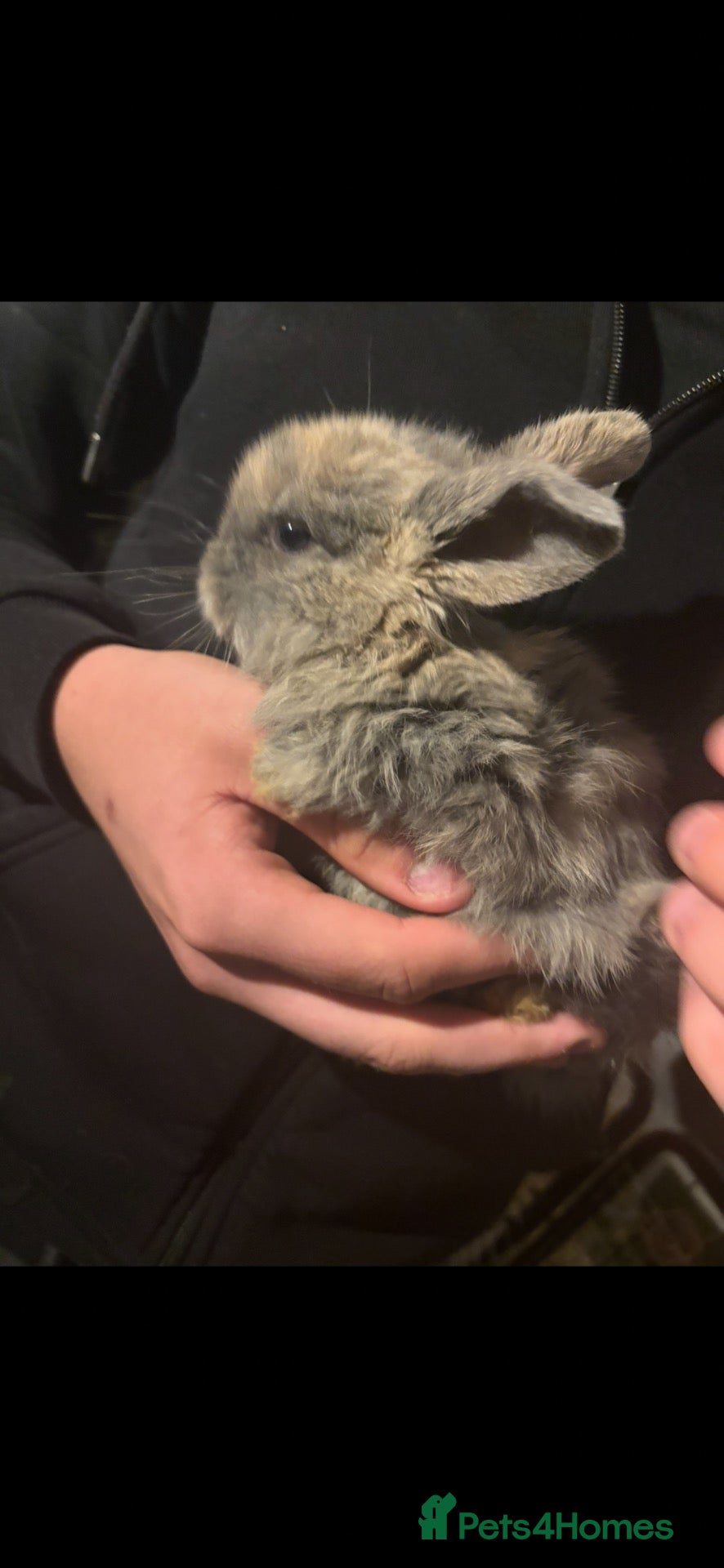 Mini Lop rabbits for sale: Mini lop rabbits  - Advert 1