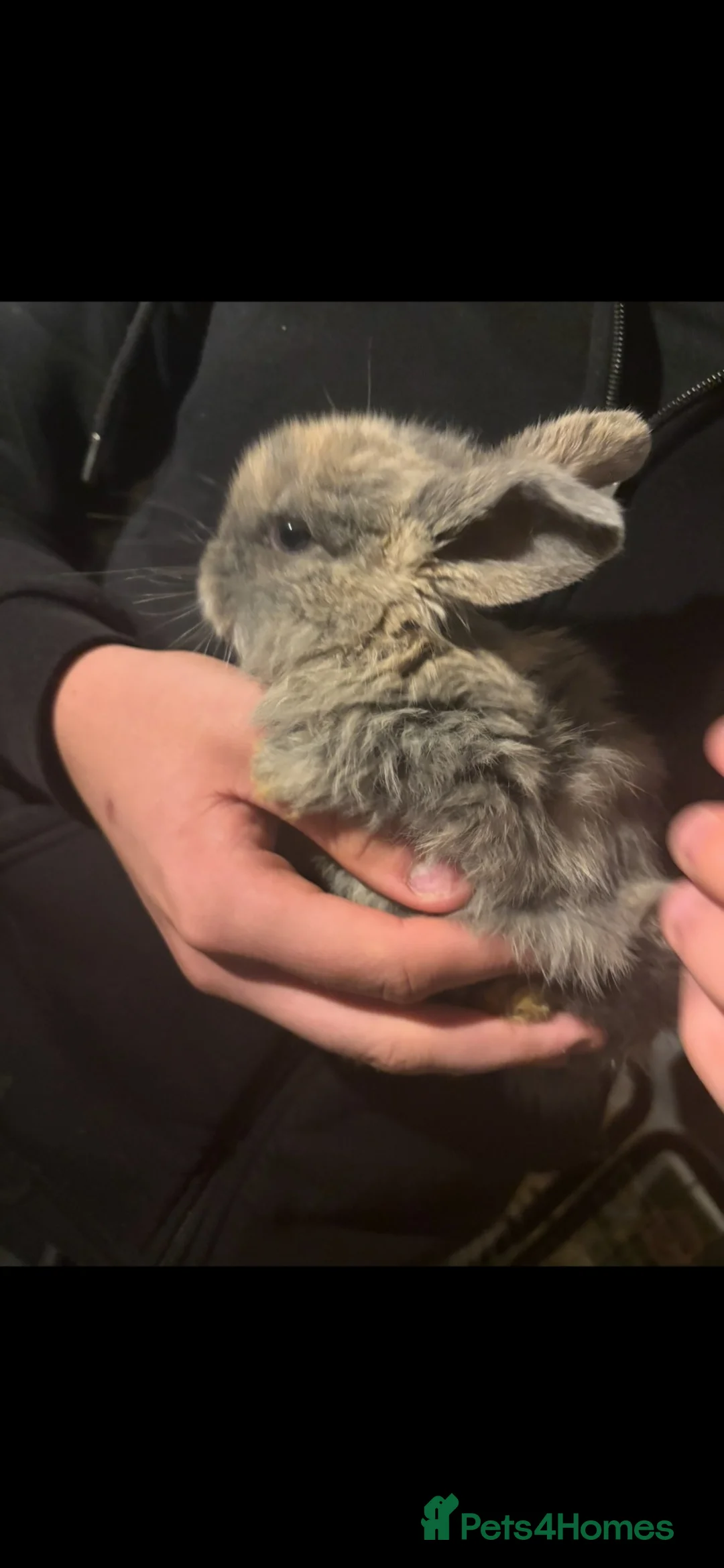 Mini Lop rabbits for sale: Mini lop rabbits  in Pevensey - Advert 1