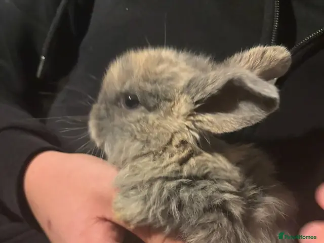 Mini Lop rabbits for sale: Mini lop rabbits - Advert 1