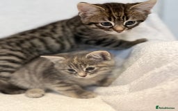 British Shorthair cats for sale: British shorthair kittens *ready now* - Image 4