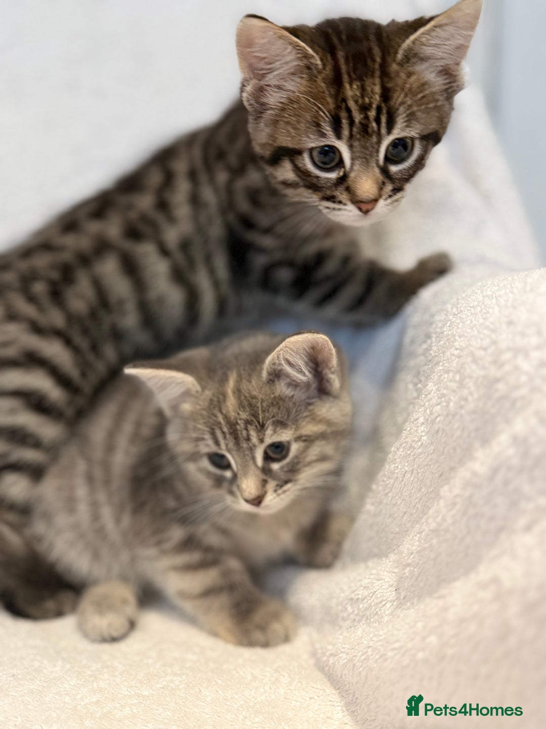 British Shorthair cats for sale: British shorthair kittens *ready now* - Image 4