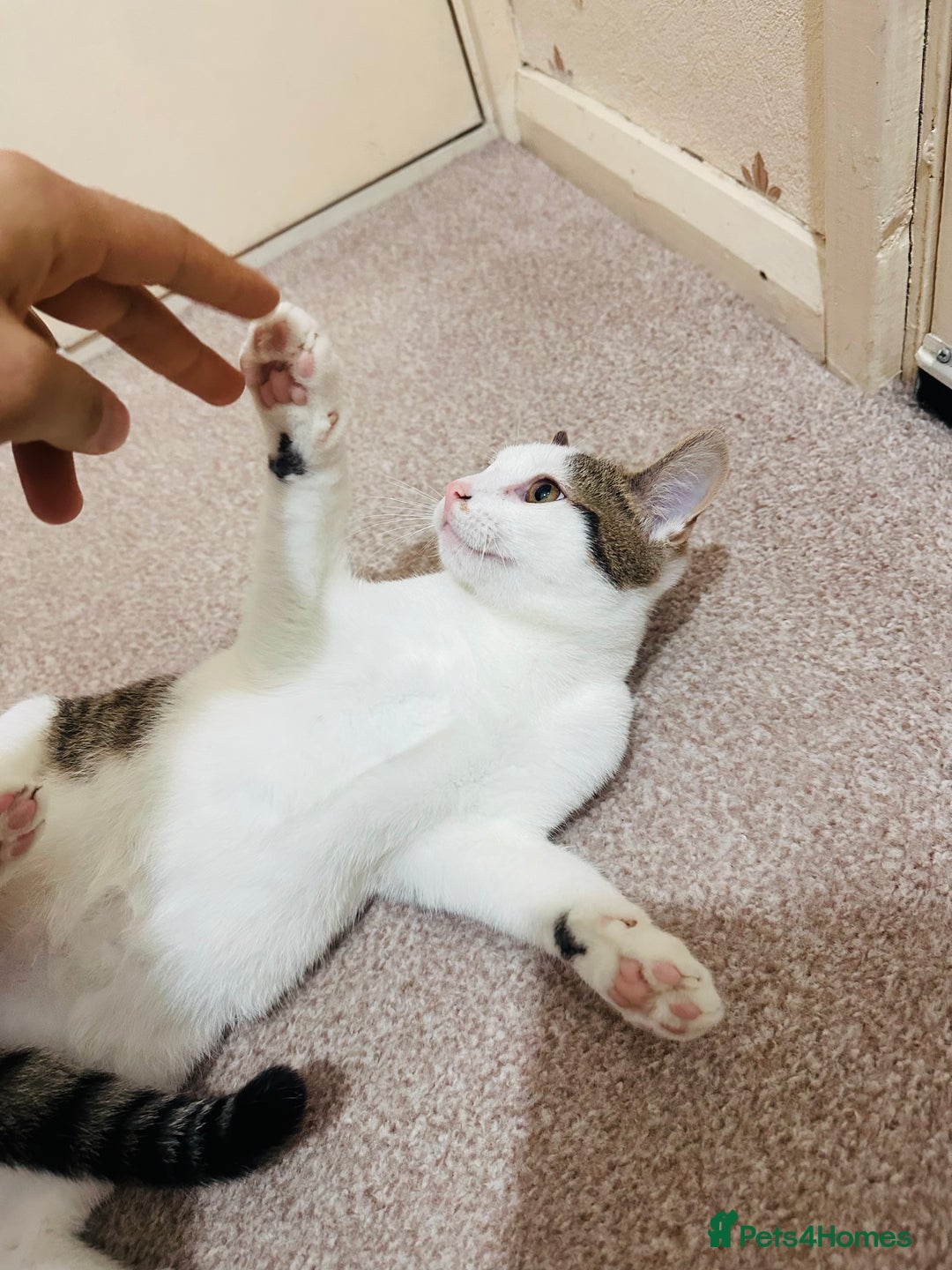 Asian cats for sale: Kitten - Advert 1