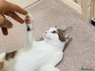 Asian cats Kitten - Advert 7