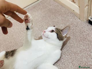 Asian cats Kitten - Advert 2