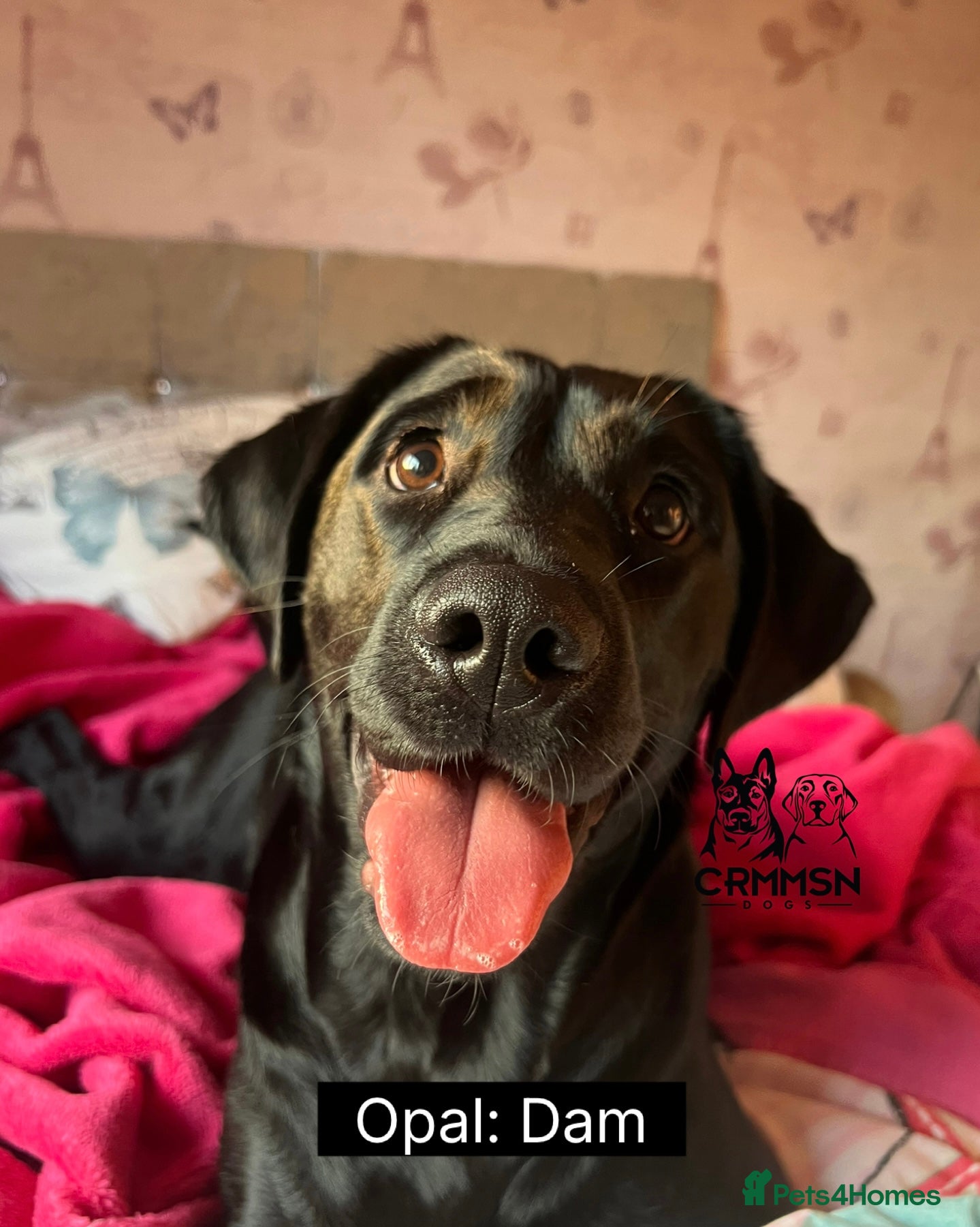 Labrador Retriever dogs Outstanding, Health Tested, KC Reg, Labrador Pups - Advert 1