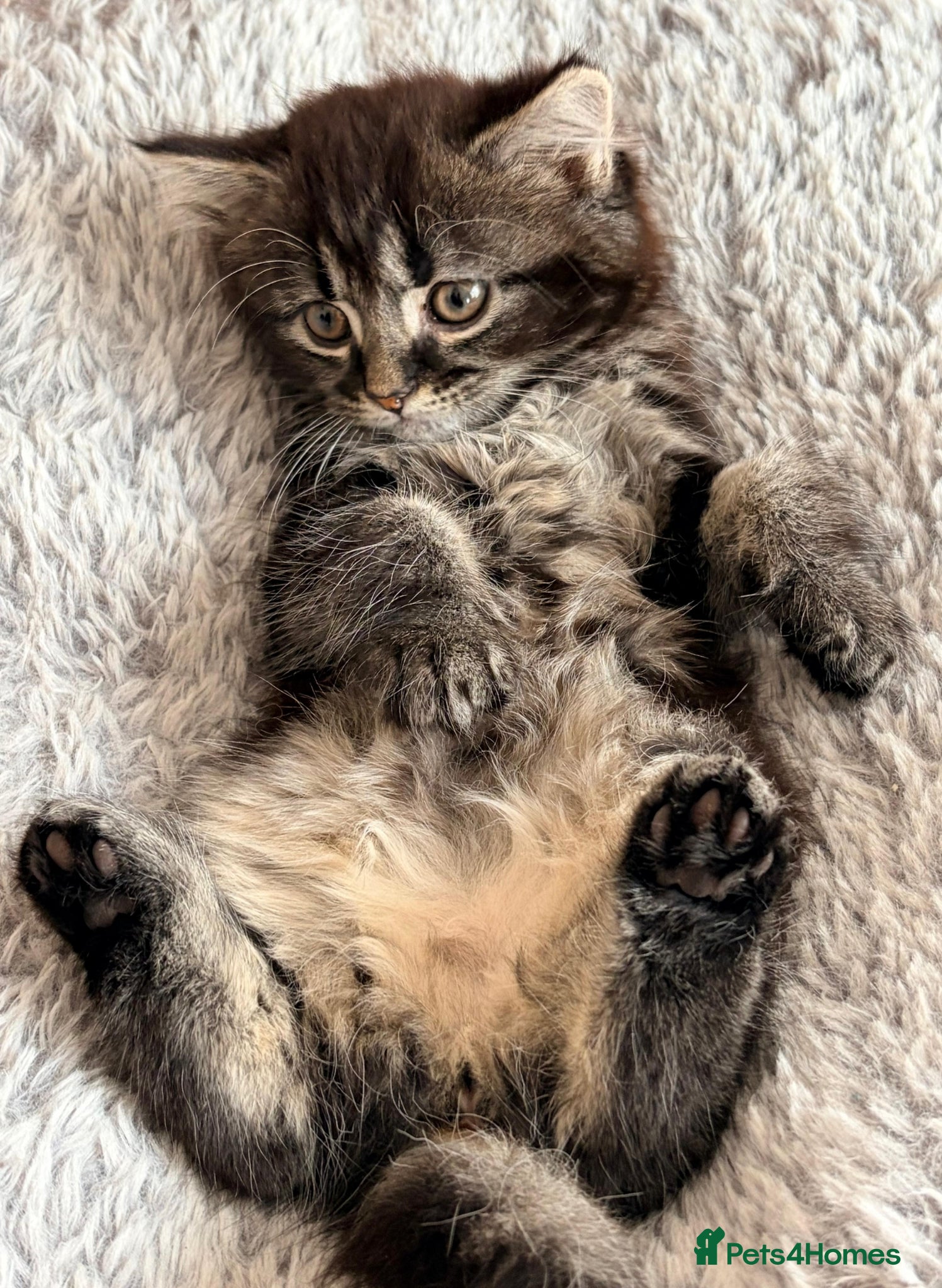 Mixed Breed cats for sale: Marble Bengal cross  - Advert 1