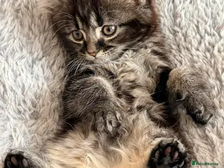 Mixed Breed cats for sale: Marble Bengal cross - Advert 1