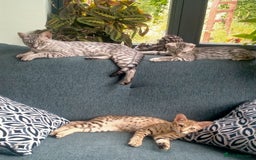 Savannah cats for sale: F3 savannah girls Tica reg + silver boy - Image 15