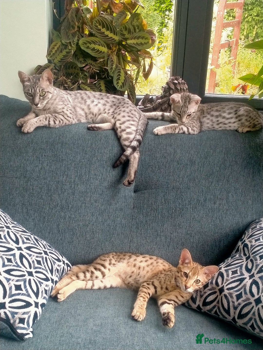 Savannah cats for sale: F3 savannah girls Tica reg + silver boy - Image 15
